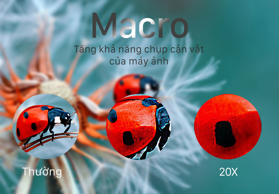 macro26.jpg