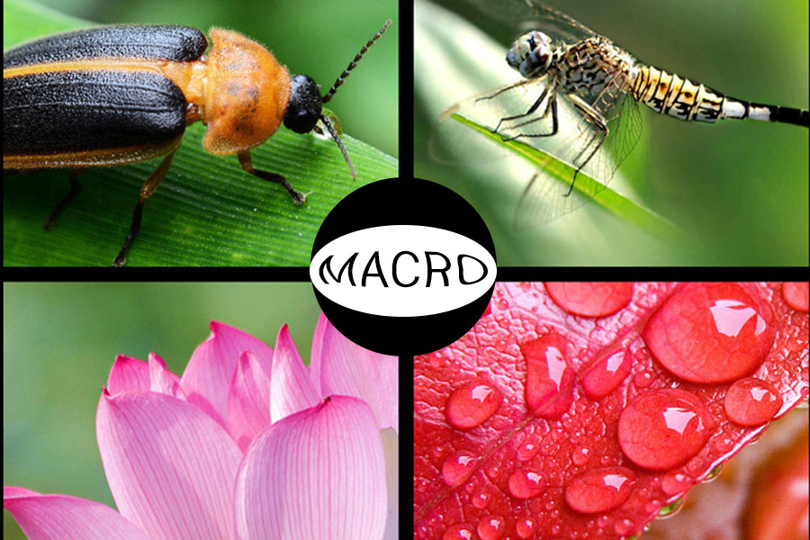 macro98.jpg